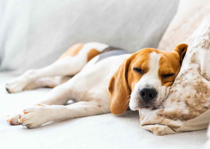 개가 자는 방법으로 알 수 있는 것