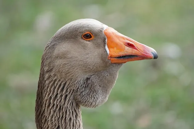 거위발 건염 원인과 증상 무릎 안쪽 통증 치료법 정리_4
