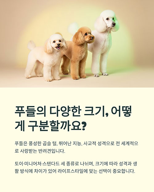 푸들의 다양한 크기, 어떻게 구분할까요
