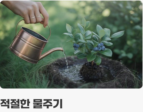 햇빛과 물, 가장 기본적인 관리