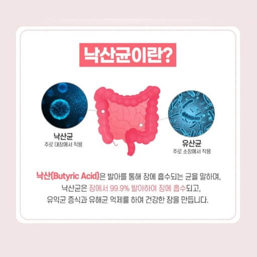 유산균 낙산균은 유익균