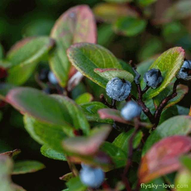 눈 건강에 좋은 빌베리 특징