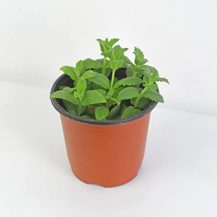 페퍼민트 키우기 물주기 삽목번식 햇빛관리 상쾌한 실내 허브_5