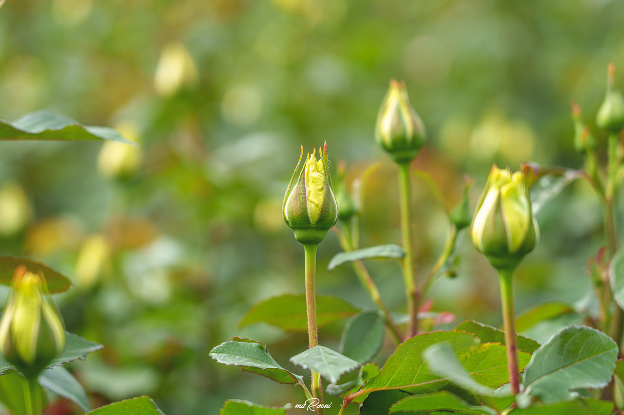 백만송이장미원