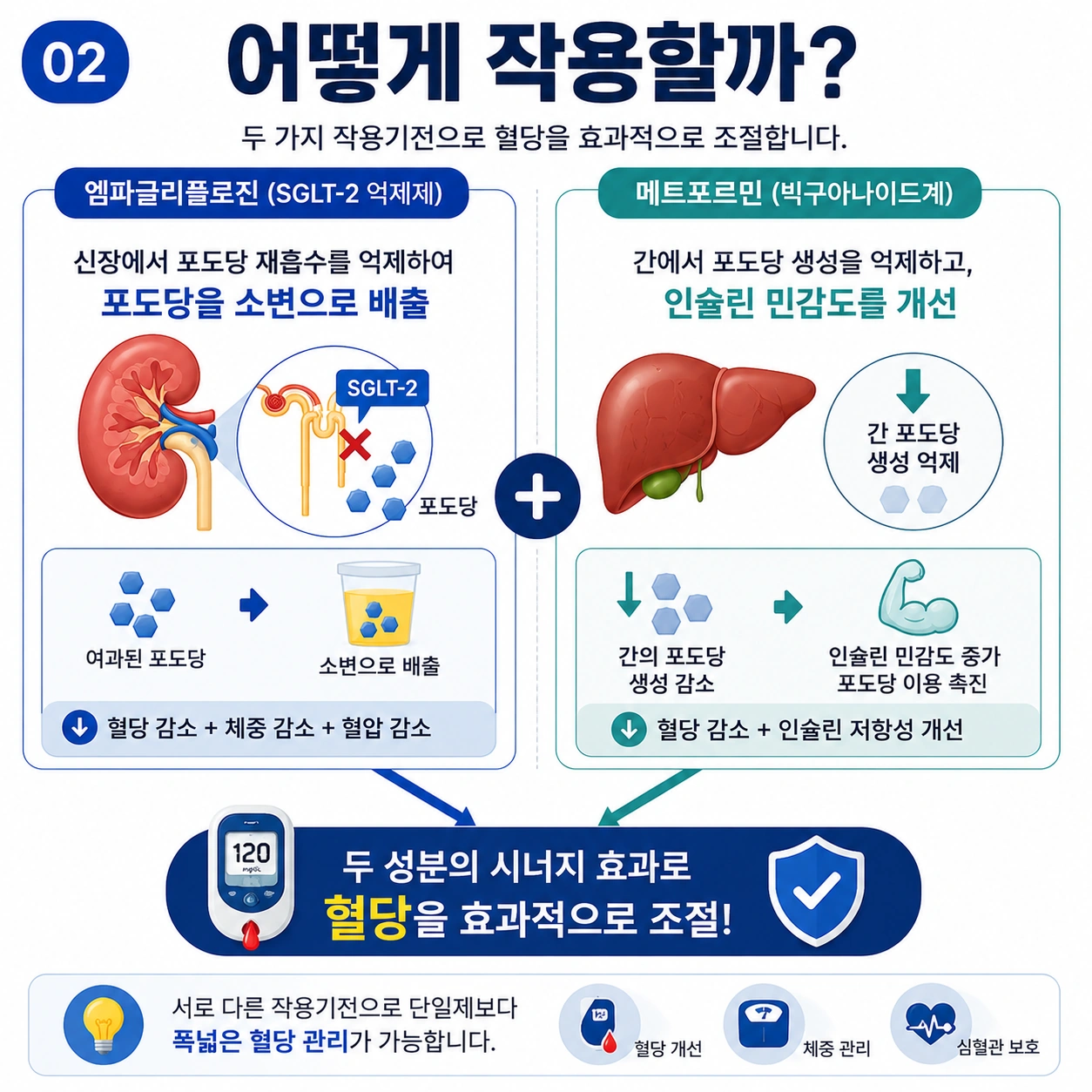 자디앙듀오정-두가지-작용기전-혈당조절