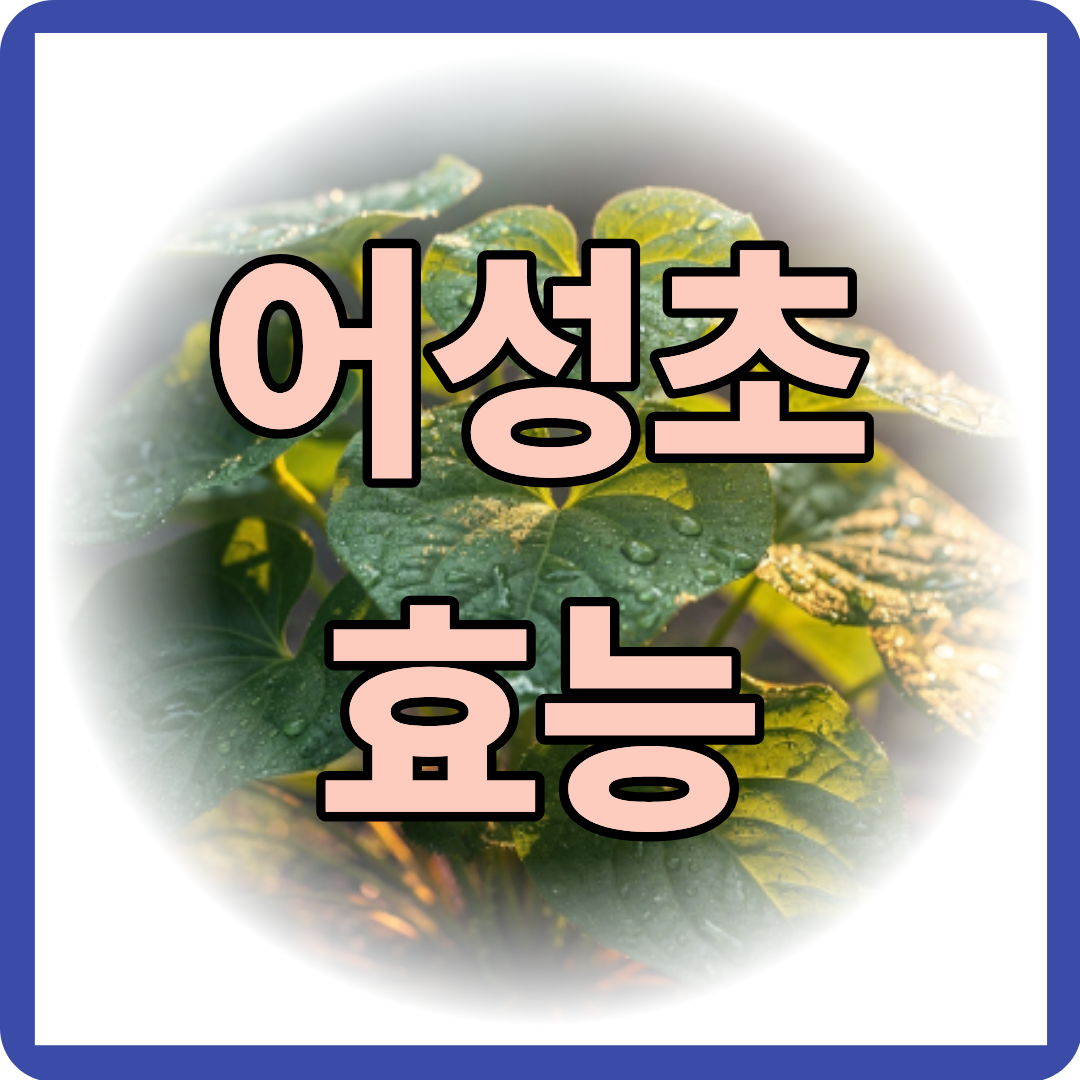 어성초 효능 알아보기