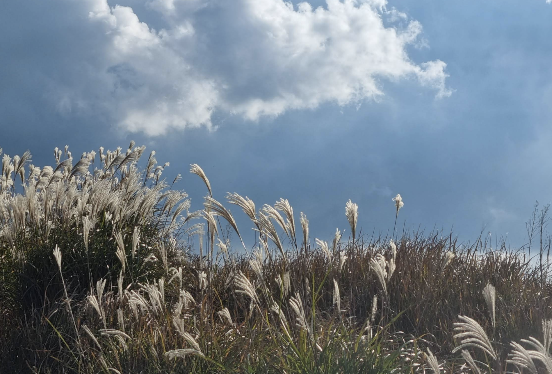 새별오름: 억새와 함께 춤추는 서쪽의 보석