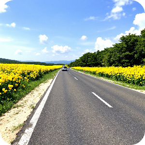 제주도 유채꽃 도로