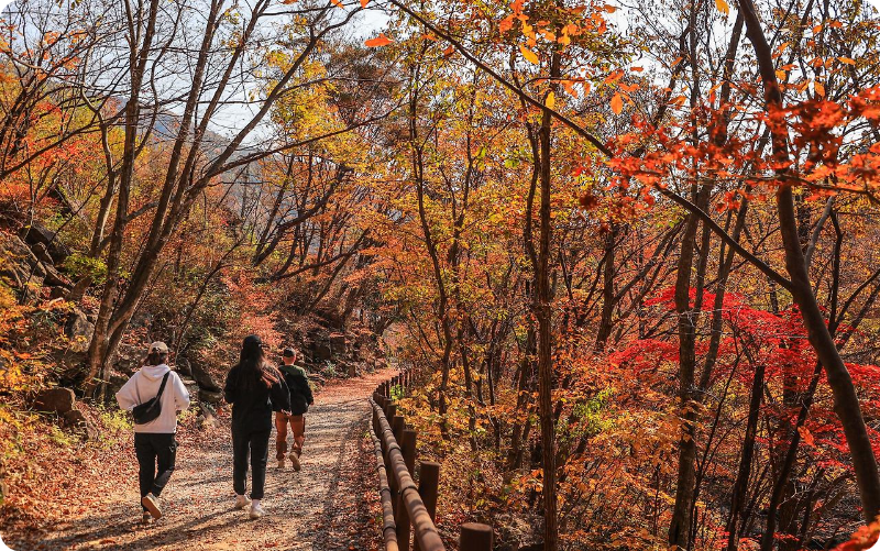 지리산 피아골 단풍축제 단풍절정시기 이미지/출처: 구례군청 홈페이지