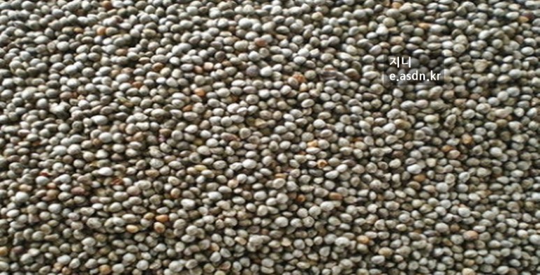 들깨 효능 10가지와 활용법 부작용 총정리