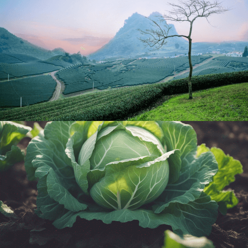 채소밭이 넓게 펼쳐진 사진과 배추 그림