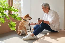 반려동물 키우는 방법