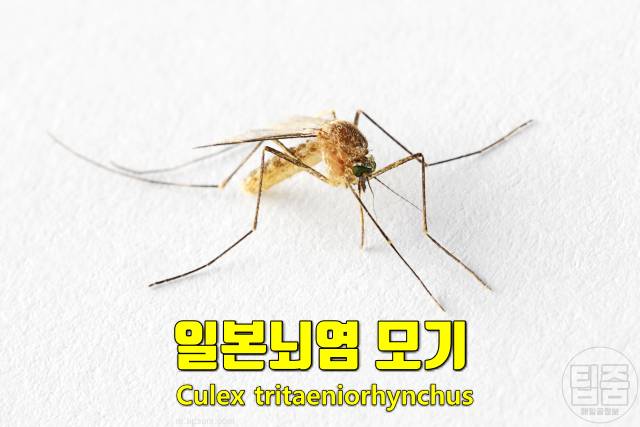 일본뇌염 증상 후유증 치사율 예방접종 가격