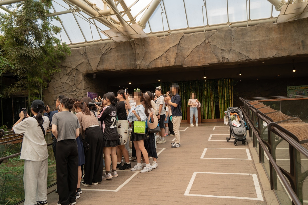 에버랜드 판다월드 대중 관심