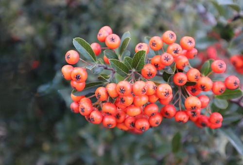 지역적 희귀 알레르기 세종시 신도시 내 조경식물 유입