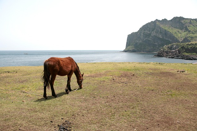 제주도 비행기표 가격 비교 사이트 정리, 제주 항공권 최저가