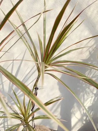 드라세나 키우기 물주기 가지치기 번식방법 흙배합 가이드_12