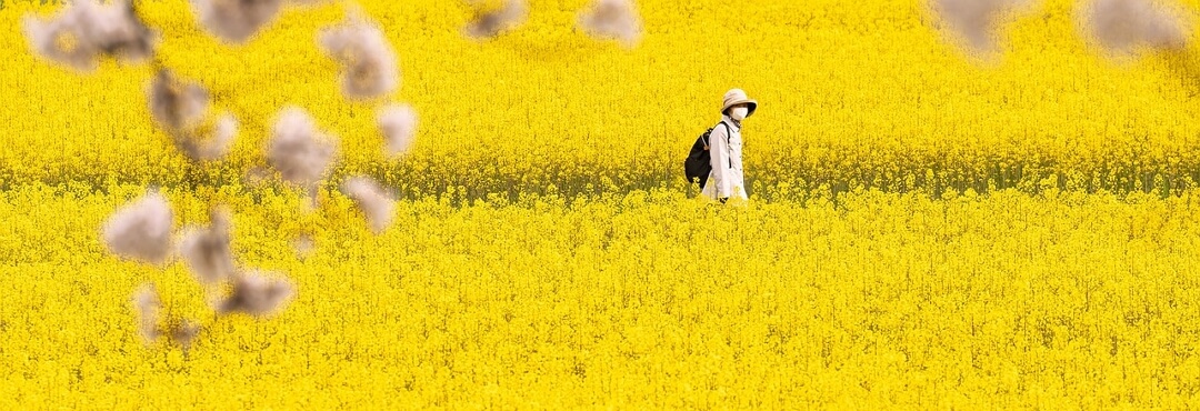 유채 꽃말