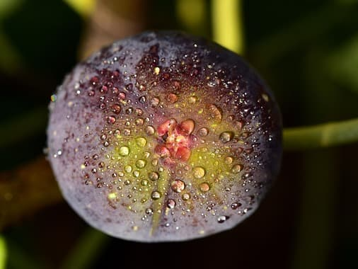 영양소가 풍부한 무화과