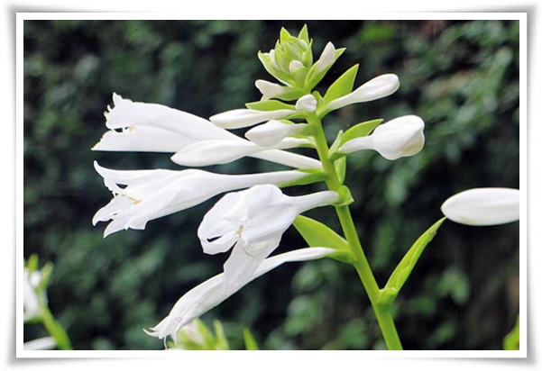 정원 "옥잠화 키우기" 초록빛 힐링을 선사하는 마법 같은 꽃!