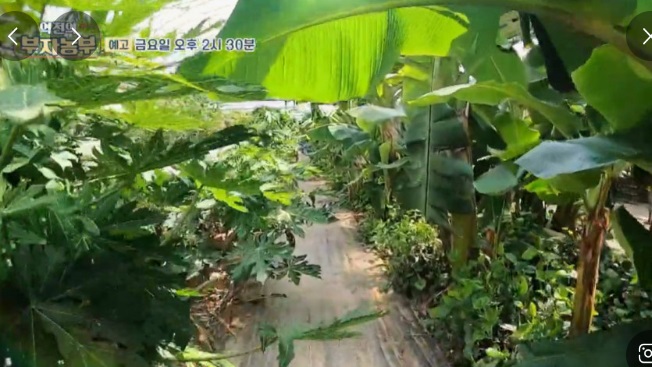 하동-열대과일-박철경-열대정글농장