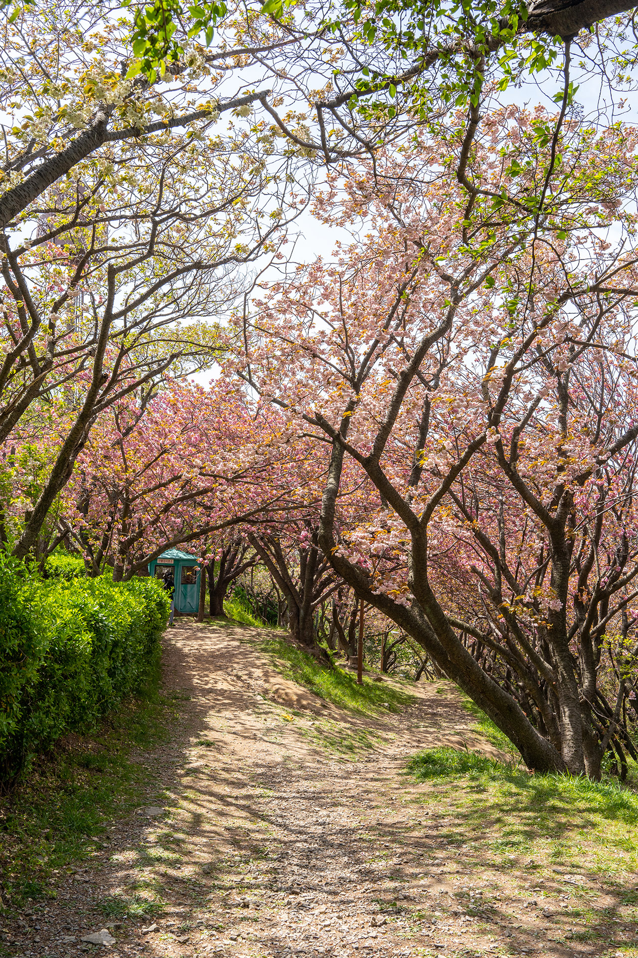 들꽃나무뜰 겹벚꽃
