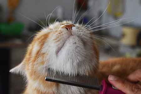 고양이 피부병 증상 종류 치료법 예방법