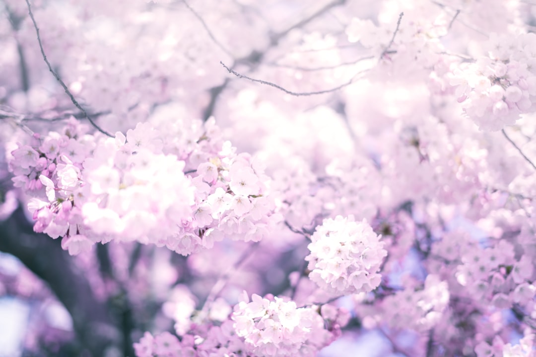 광주 벚꽃 개화시기