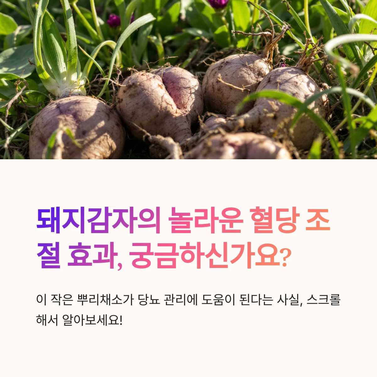 돼지감자-혈당조절-효과-썸네일