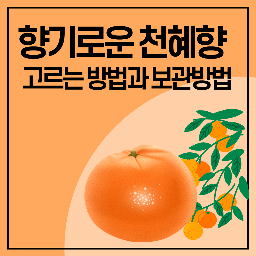 천혜향 고르는 방법에 대한 썸네일 이미지