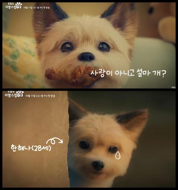 드라마 오늘도 사랑스럽개 강아지 이미지