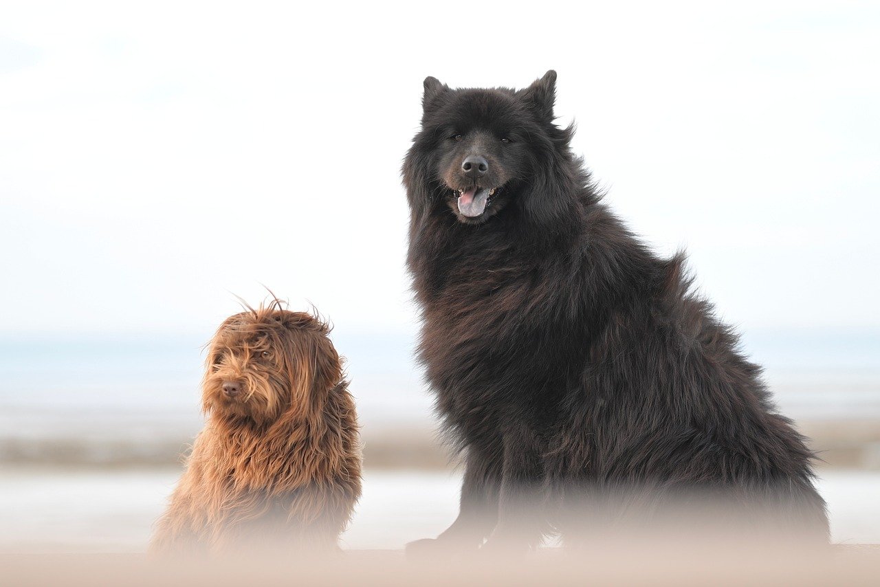 유기동물 입양 가정