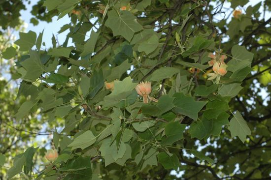 백합나무(튤립나무)