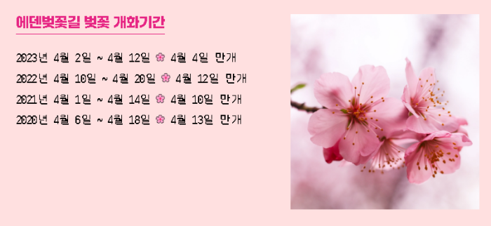 에덴벚꽃길-벚꽃축제-개화시기