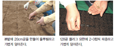 텃밭에서 상추 심는 시기, 파종 및 재배 방법, 키우기, 수확시기 및 효능 알아보기