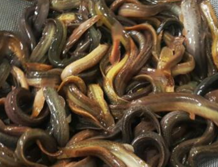 자연산 미꾸라지