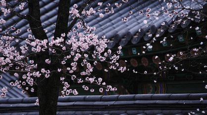 청와대 관람신청