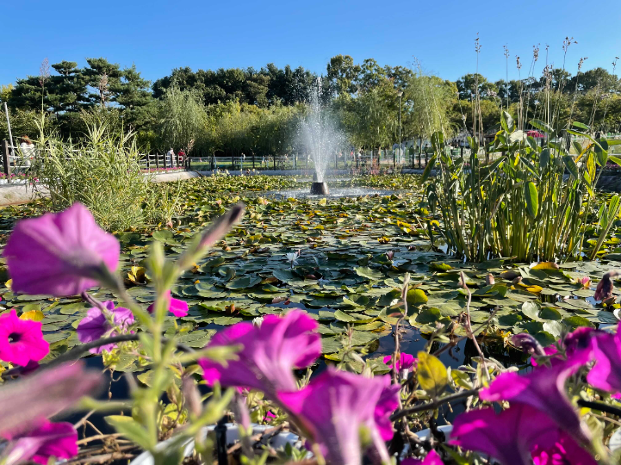양주 나리농원 꽃 축제