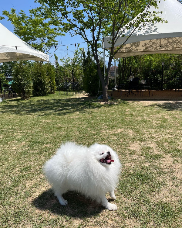 꾸마_멍리버_애견카페
