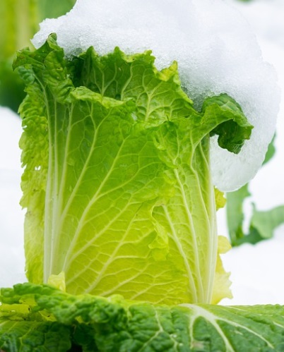 대형마트 절임배추 예약판매 가격비교 이마트 홈플 롯데 농협