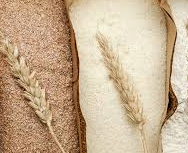 듀럼밀(Durum Wheat)은 경질밀의 한 종류