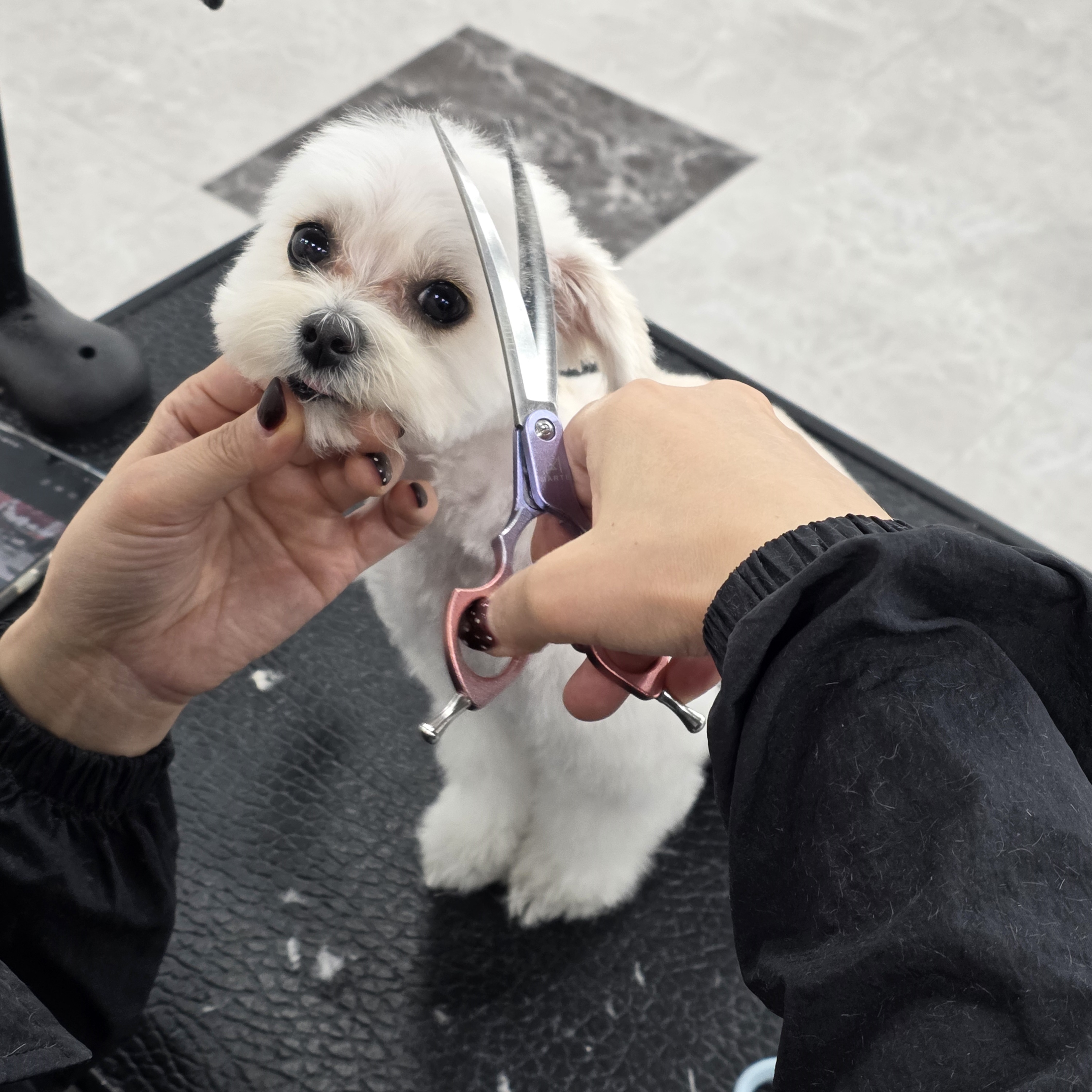 달서구애견미용학원