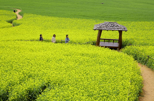 봄 인생사진 명소, 전국 청보리밭 BEST 3 추천