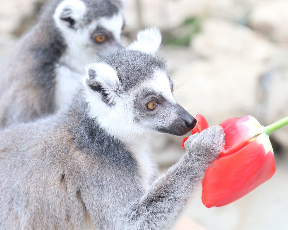 네이처파크 플라워페스티벌 2025