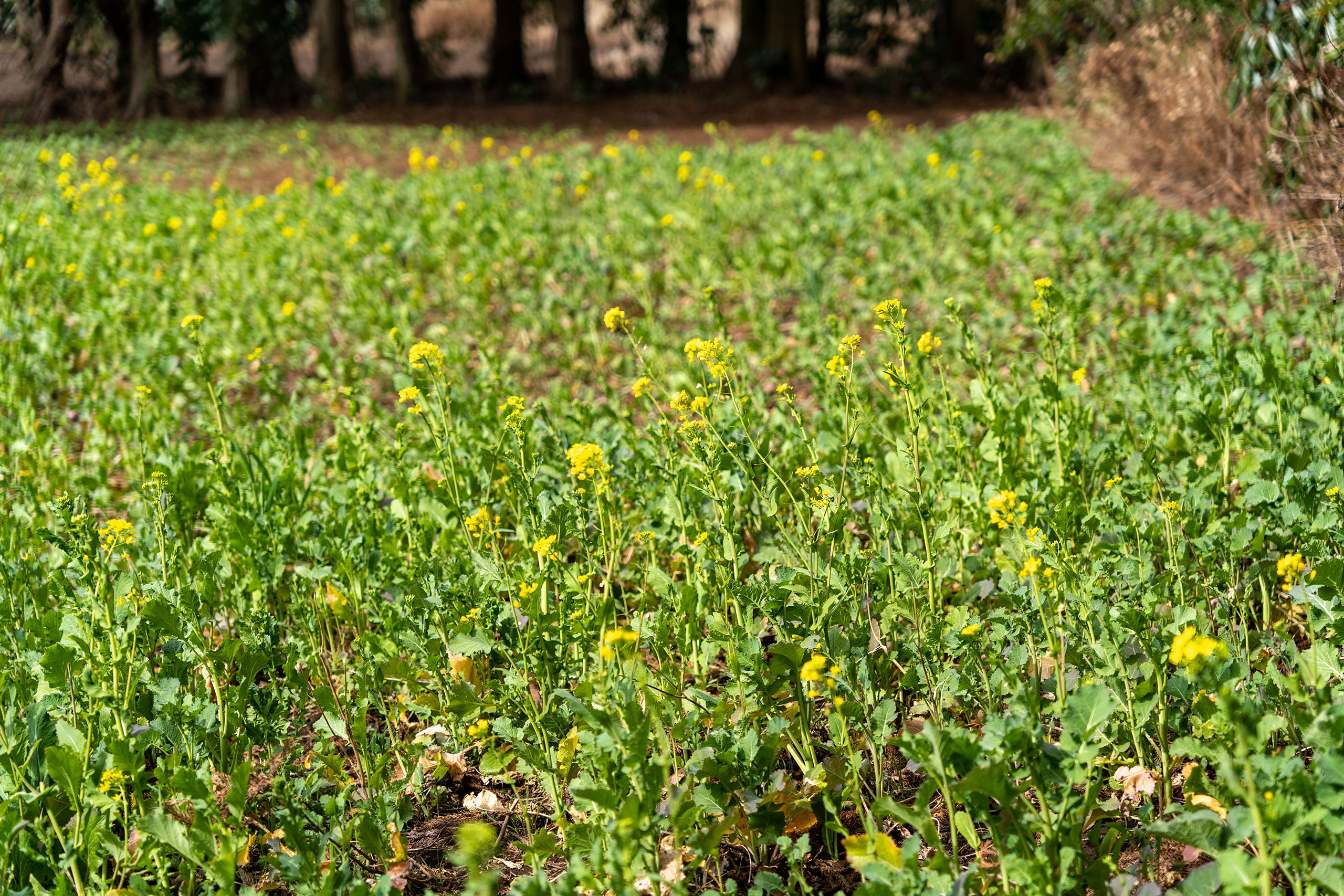 제주도 비밀의 숲