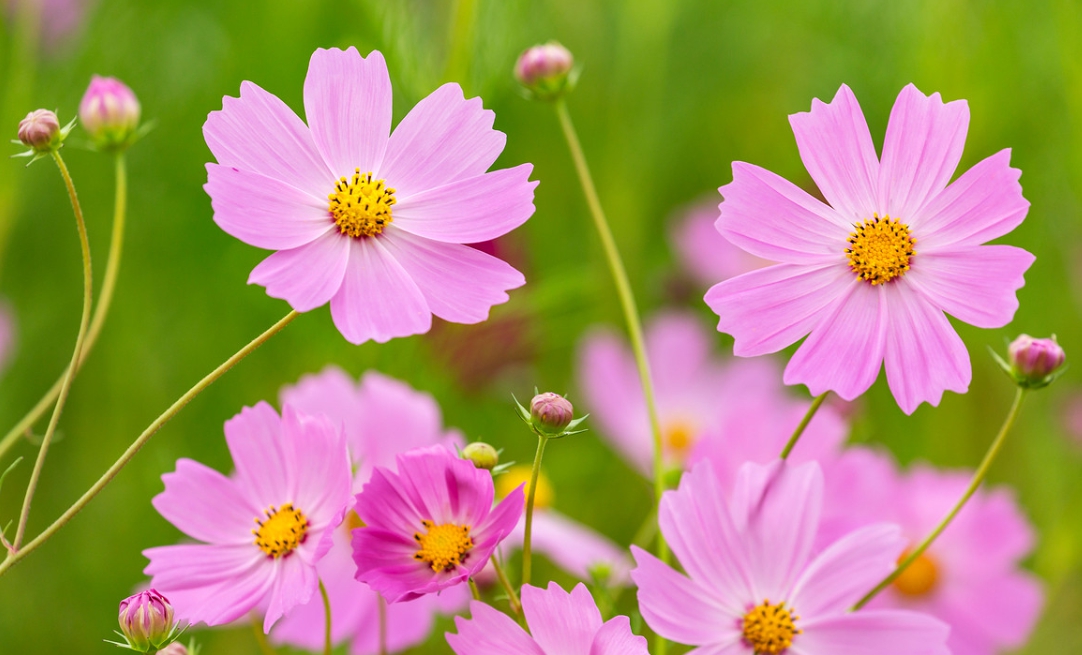 코스모스
