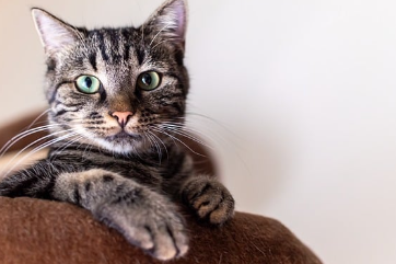 24시-동물병원-찾기