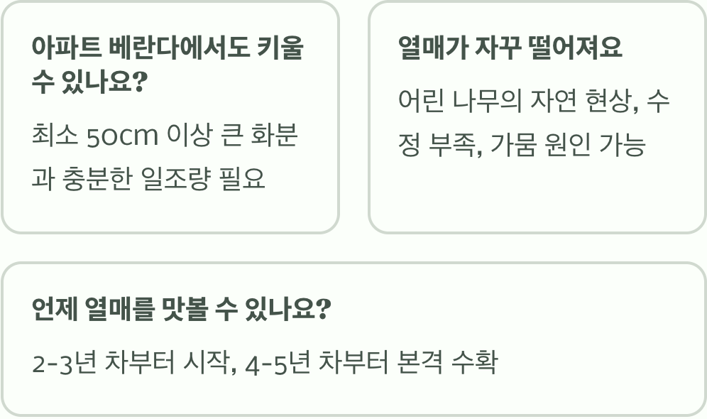 실패 없는 추희자두 나무 키우기 A to Z (모종 심기, 물주기, 가지치기)