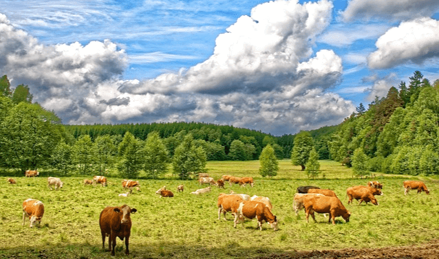 들판에 소들이 가득 있다. 뒤에는 푸른 나무숲이 있고 하늘엔 구름이 가득하다.