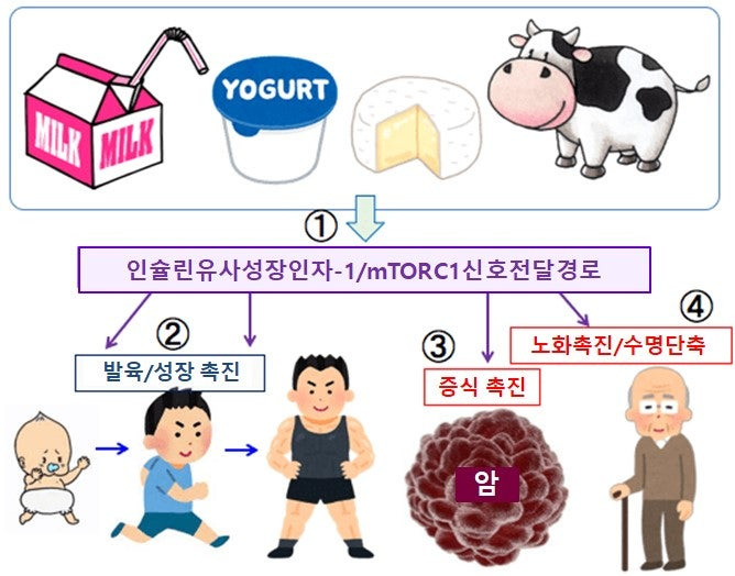 우유의 효과